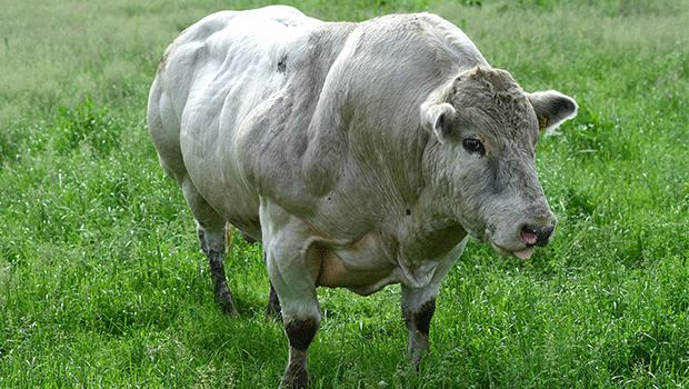 Inde - Viande bovine 