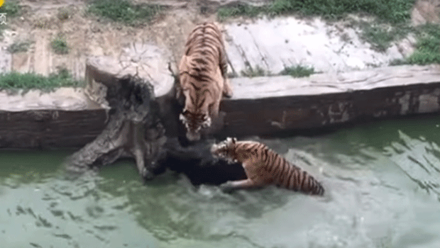 Parc animalier - Chine