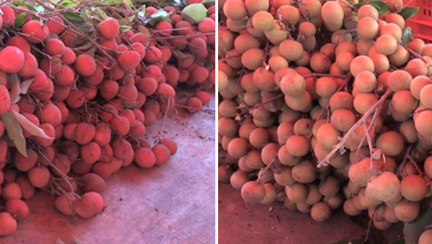 Letchis - Longanis - Fruits de saison - La Réunion