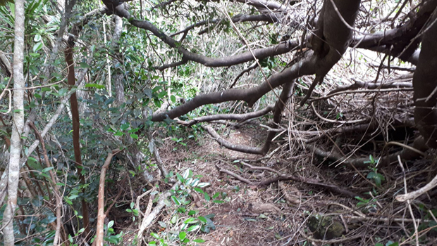 Grand Bassin - Sentier Mollaret - Endommagé - La Réunion