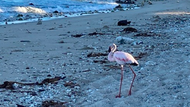 flamant rose - Inédit - Oiseau - Grand Fond - Plage - La Réunion