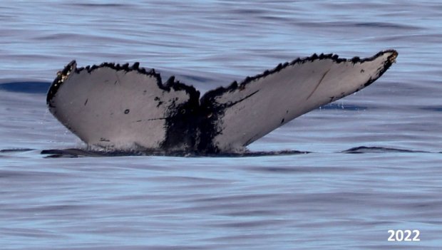 Baleines à La Réunion : la 3e recapture photographique de la saison 