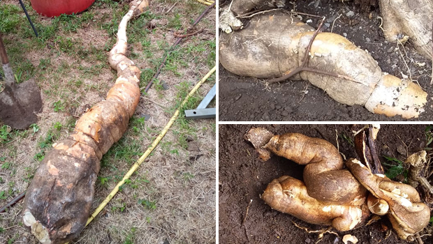 Trois maniocs géants de 100 kilos découverts à la Saline-les-Hauts 