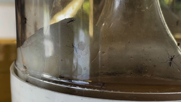 Comment éviter la dengue à La Réunion ? Moustique