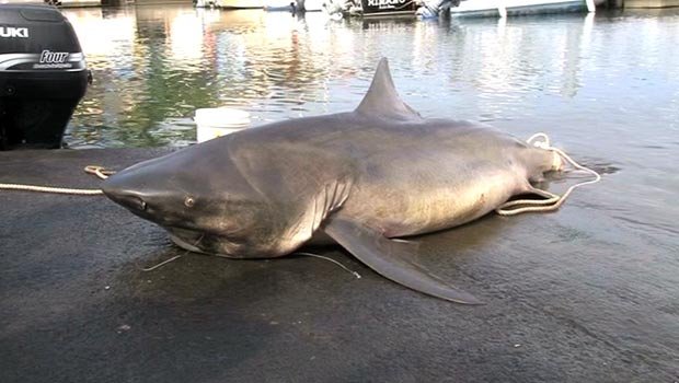 Un requin bouledogue - post-attaque - La Réunion 