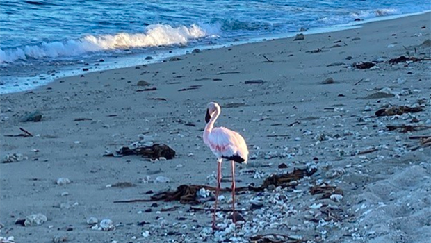 flamant rose - Inédit - Oiseau - Grand Fond - Plage - La Réunion