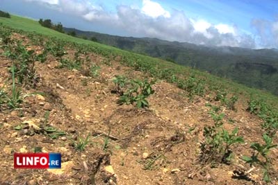 Aides pour Dumile : des agriculteurs attendent toujours