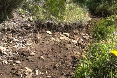 Sentier - La Réunion - Bejisa