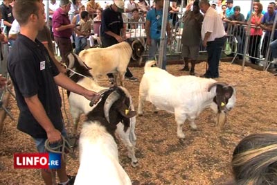 Miel Vert, la plus grande ferme de l’île