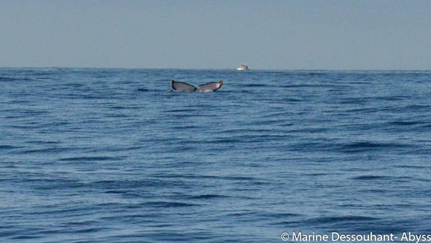 Baleines - observation - La Réunion 