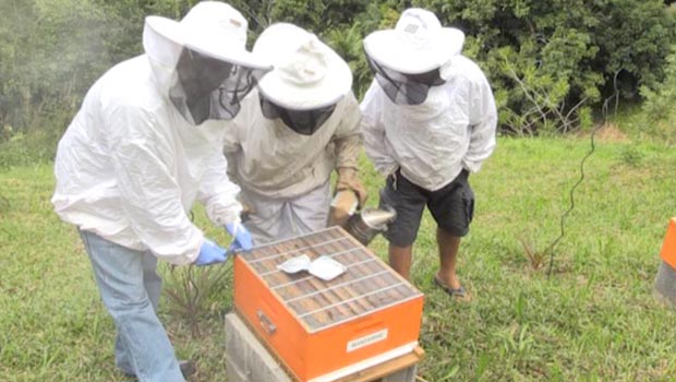 Varroa  - apiculteurs -  solutions - La Réunion