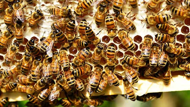 Haute-Loire - attaque d’abeilles