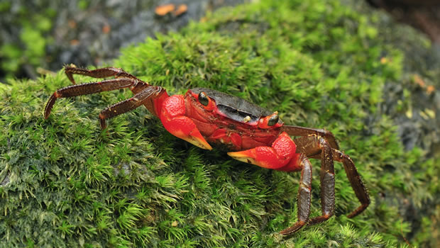 Madagascar : les crabes menacés d’extinction