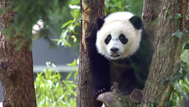 Illustration - Panda simulant une gestation fantôme / Crédit SIPA