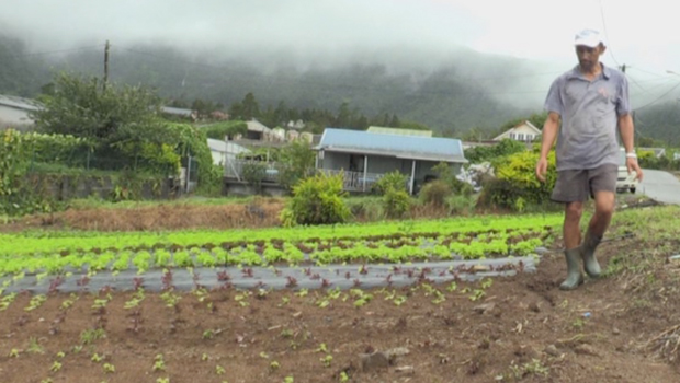 Agriculture - tempête - Carlos - La Réunion