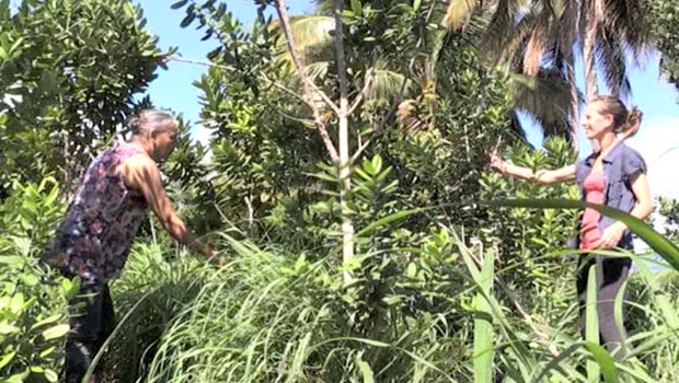 Congé maternité unique - agricultrices - La Réunion 