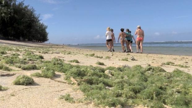 Algues vertes - Lagon - Fortes chaleurs - Plage - La Réunion