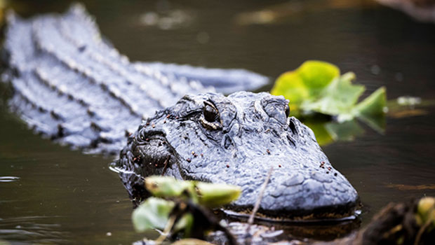 Etats-Unis : un garçonnet retrouvé mort dans la gueule d’un alligator