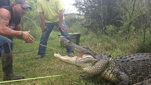 Texas : un homme attrape un alligator à mains nues