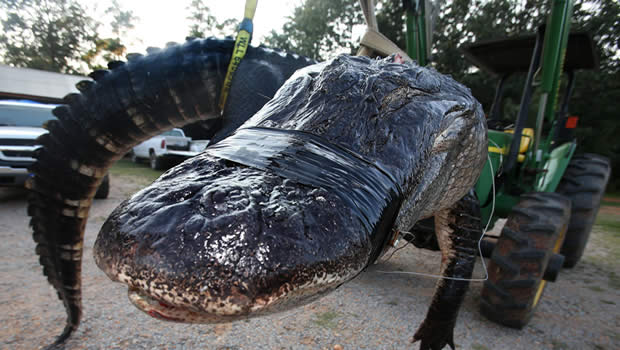 Floride-alligator-faits insolites