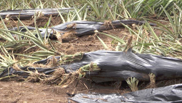 Ananas - Le Tampon - La Réunion