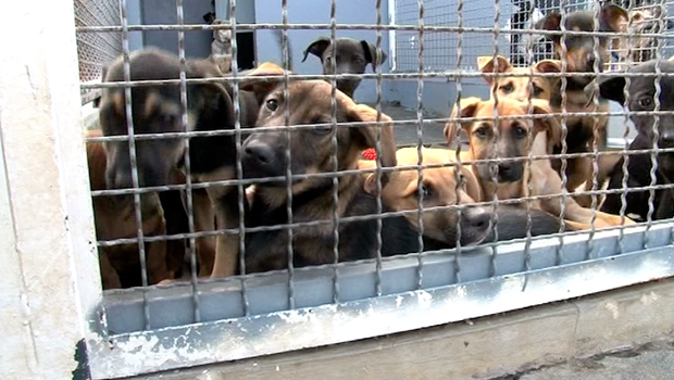 France - champion - abandon - animaux