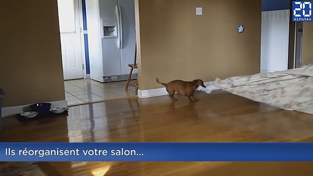 Insolite - animaux