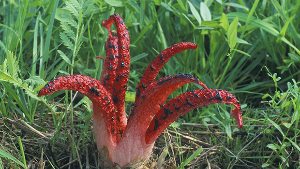 Anthurus archeri - Champignon