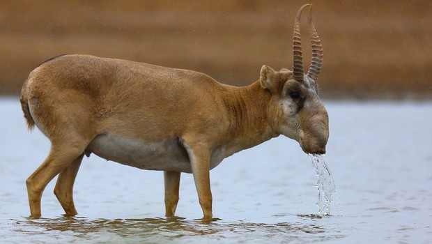  antilopes saïga