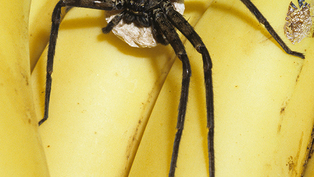 Brésil : quand l'araignée-banane, l'une des plus venimeuses, vient