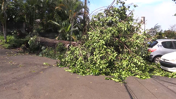 Arbre - La Réunion - La Saline-les-Hauts - Tempête Diane