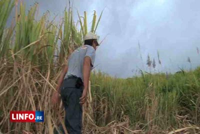 Info Réunion - Les agriculteurs victimes de la sécheresse