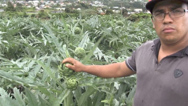 Artichaut  - Culture - Stephane Fontaine - Légume - La Réunion