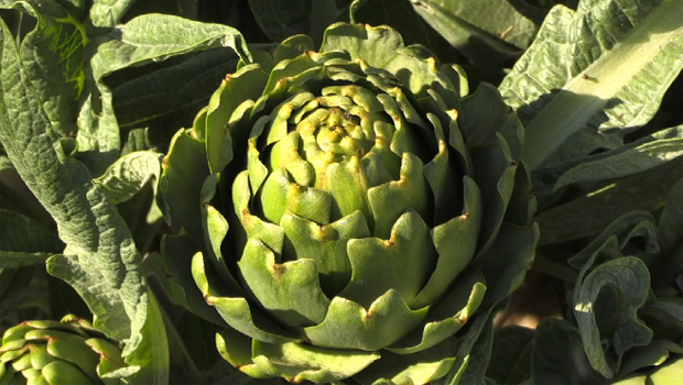 Artichaut - Makes - Stéphane Fontaine - Légume