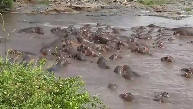 Vidéo – crocodile - hippopotames 