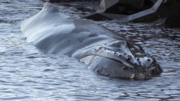 baleine - sauvetage - Grande-Chaloupe