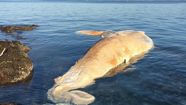 baleine porquerolles 