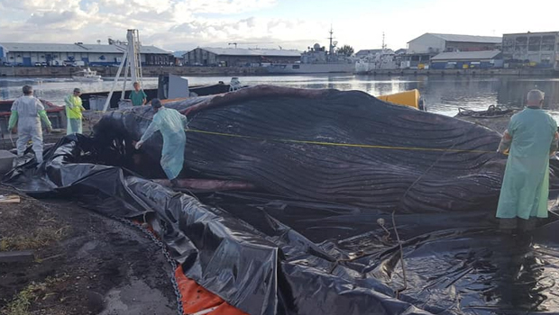 Baleine juvénile morte - autopsie - cétacé - La Réunion - association Globice