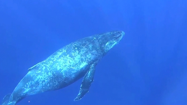Approche des baleines - Saison des baleines - Cétacé