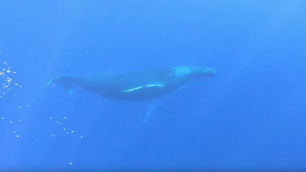 baleine - La Réunion