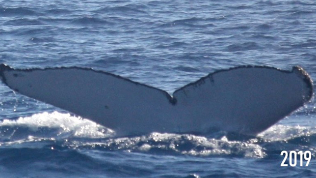 baleine - Globice - La Réunion