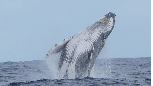 Baleine à bosse