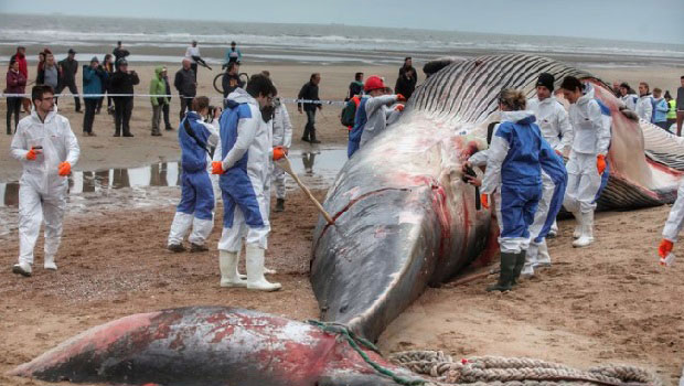 Baleine - Belgique