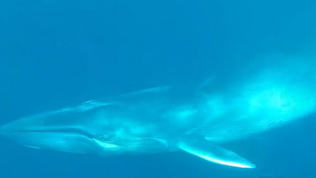 madagascar un groupe de baleines tres rares repere au large de l ile linfo re ocean indien madagascar