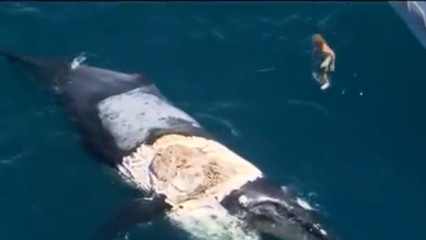 Australie - Surf sur la carcasse d’une baleine