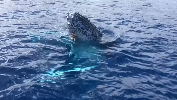 Baleine à bosse