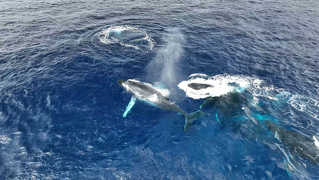 Baleines à La Réunion : des accouplements à venir ?