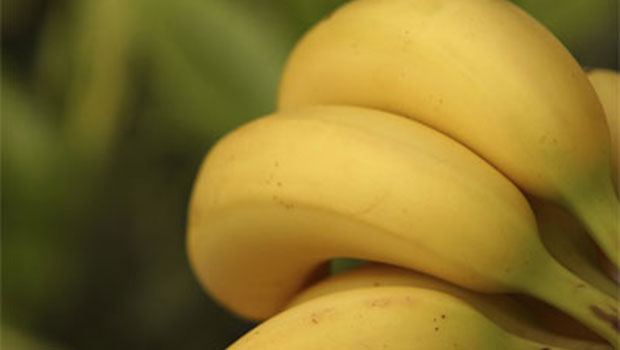 Comment conserver les bananes ? - Réfrigérateur ou température ambiante ?
