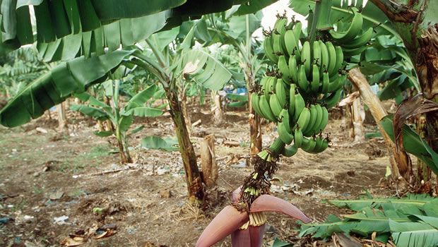 Menacée par un champignon, la banane la plus populaire au monde pourrait  disparaître