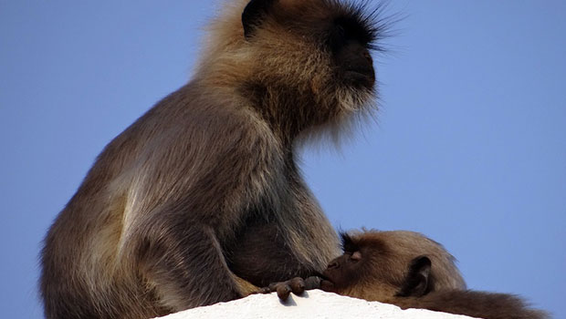 Video Les Images Bouleversantes D Un Bebe Singe Devant Sa Mere Morte Linfo Re Monde Asie